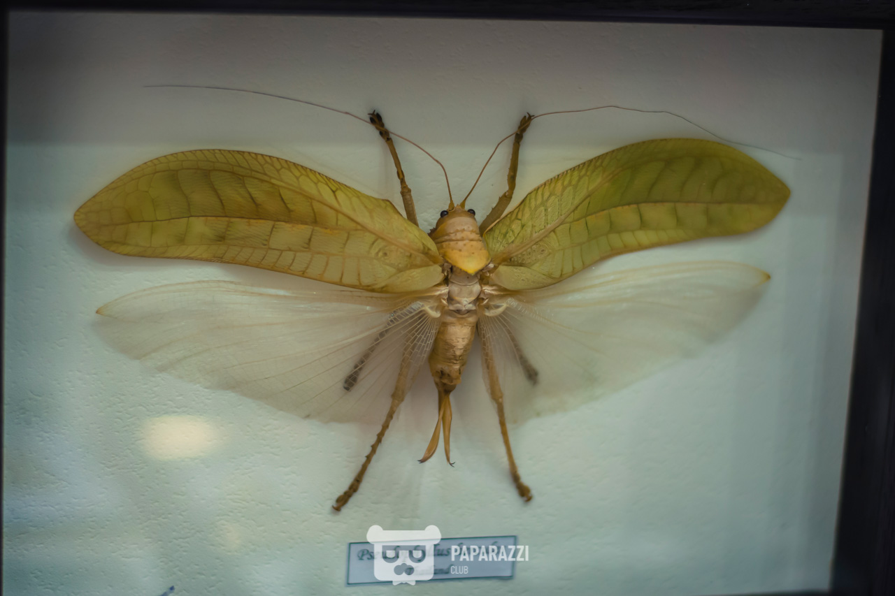 CHRISTMAS MARKET by AFF Астана 22.12.2018 CHRISTMAS MARKET by AFF