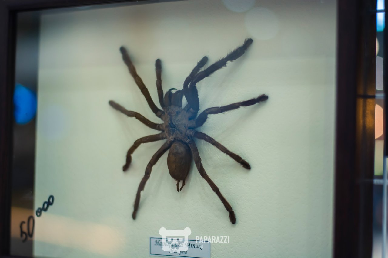 CHRISTMAS MARKET by AFF Астана 22.12.2018 CHRISTMAS MARKET by AFF