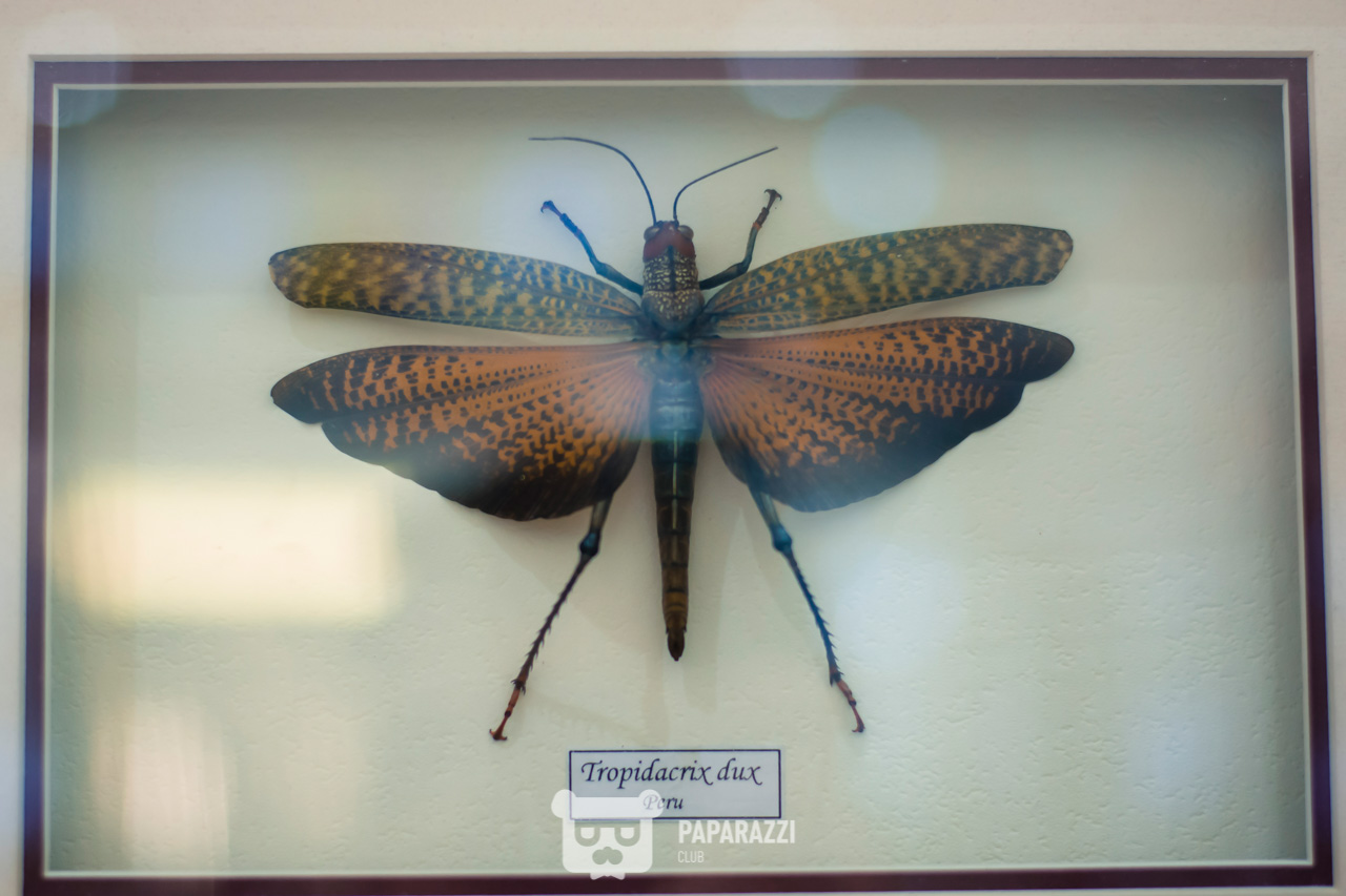 CHRISTMAS MARKET by AFF Астана 22.12.2018 CHRISTMAS MARKET by AFF