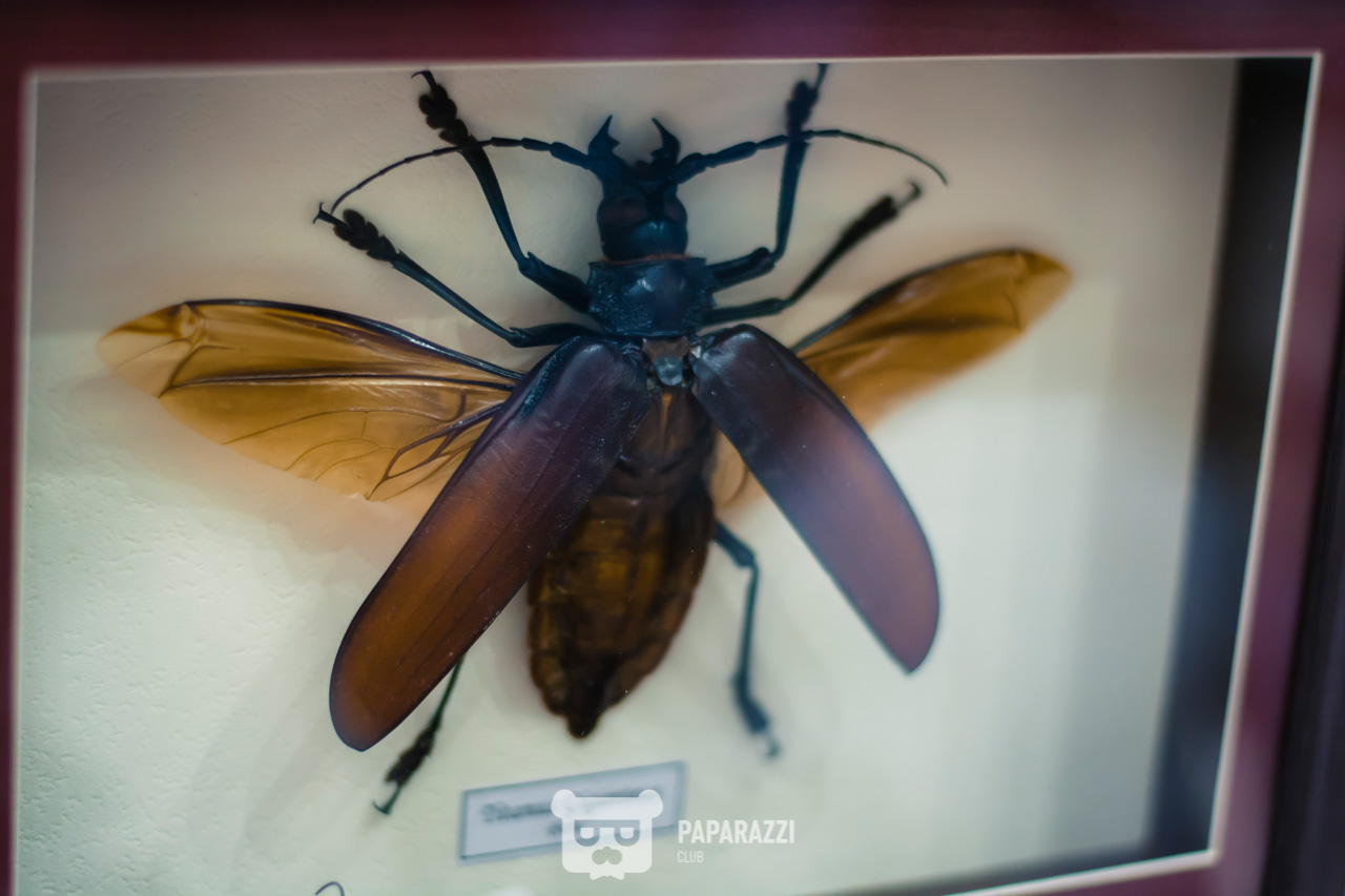 CHRISTMAS MARKET by AFF Астана 22.12.2018 CHRISTMAS MARKET by AFF