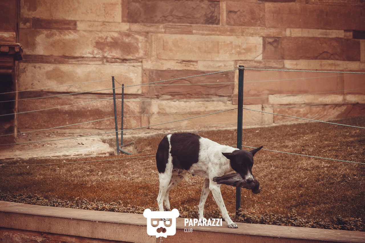 Телепроект "Наши люди". Дели Астана 04/08/2018 Телепроект "Наши люди". Дели