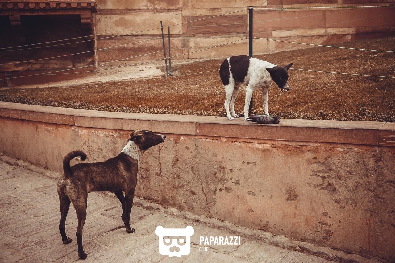 Телепроект "Наши люди". Дели Астана 04/08/2018 Телепроект "Наши люди". Дели